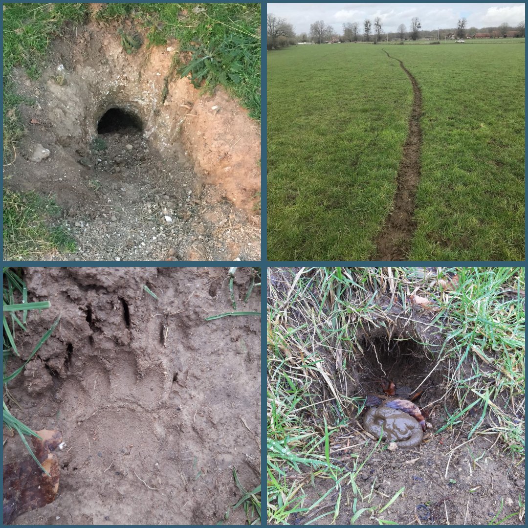 TB_Advisory's tweet photo. As we enter Spring, we will see an increase in badger activity. Walk around your farm try to identify:
Setts (usually a D shape on the side)
Latrines (usually close to a sett)
Runs (these may be to water and feed areas)
Footprints (Kidney shaped pad with 5 toes)
#TBAS https://t.co/4k4tzIF8QA