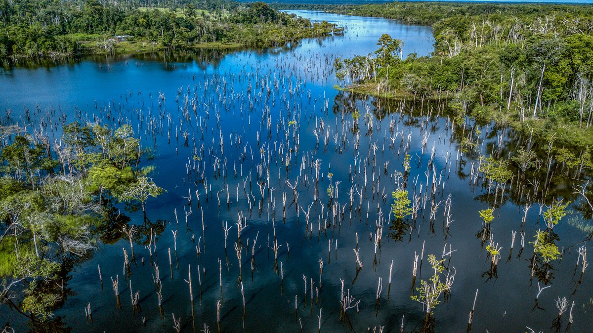 'Drought and heat are only half of the story of the changes unfolding in the heart of the world’s largest rainforest.' As global climate warms, changes in the #Amazon basin will dramatically intensify. #Science #Ecology #ClimateCrisis ⏯️A river in flux science.org/content/articl…