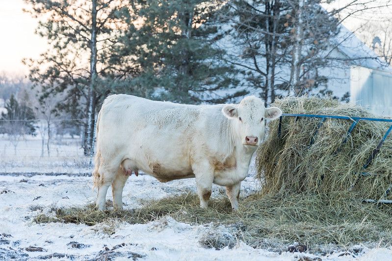 ksubci's tweet photo. Cattle Chat episode 303 is out now! Here the experts discuss cattle on feed report, hoof care and learn more about Dr. Luis Feitoza research. https://t.co/ylUdY5lXEN https://t.co/95mHKhzh0m