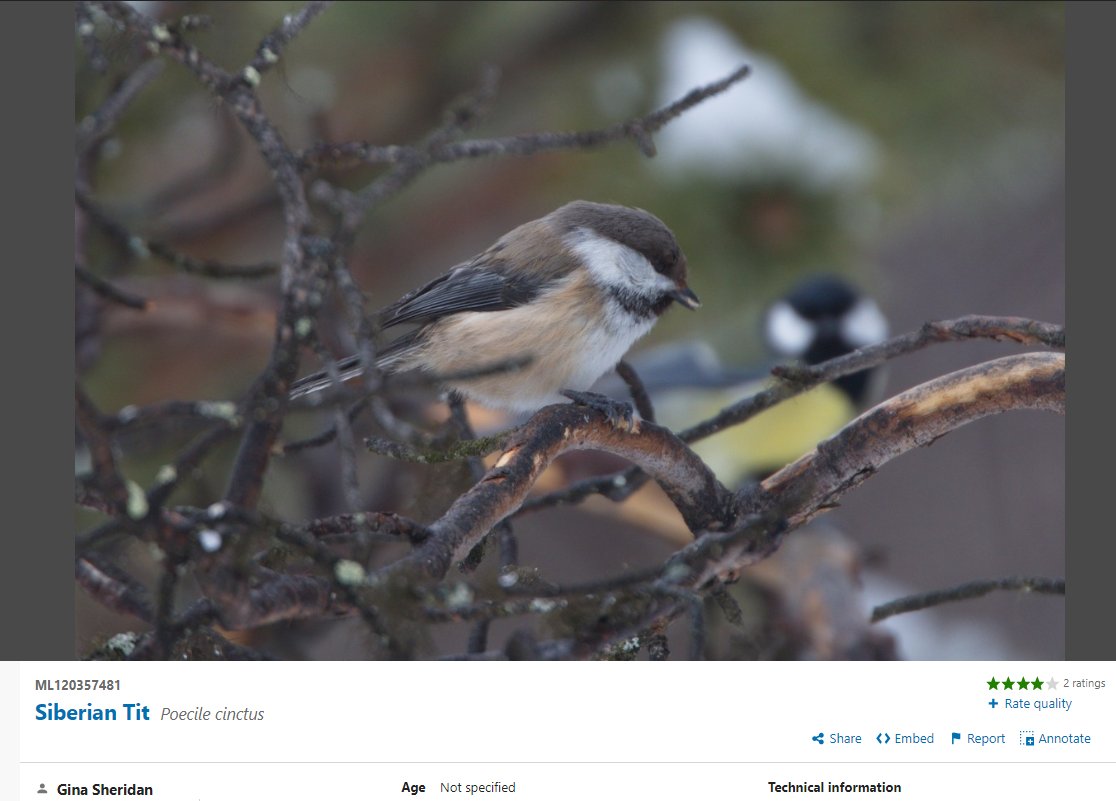 In our review (below) we missed this paper ornisfennica.org/ornisfennica.o… on the synergy between climate change and bird feeding boosting Great Tit populations in Norway - potentially contributing to declines in Siberian Tits which lose their competitive edge.
