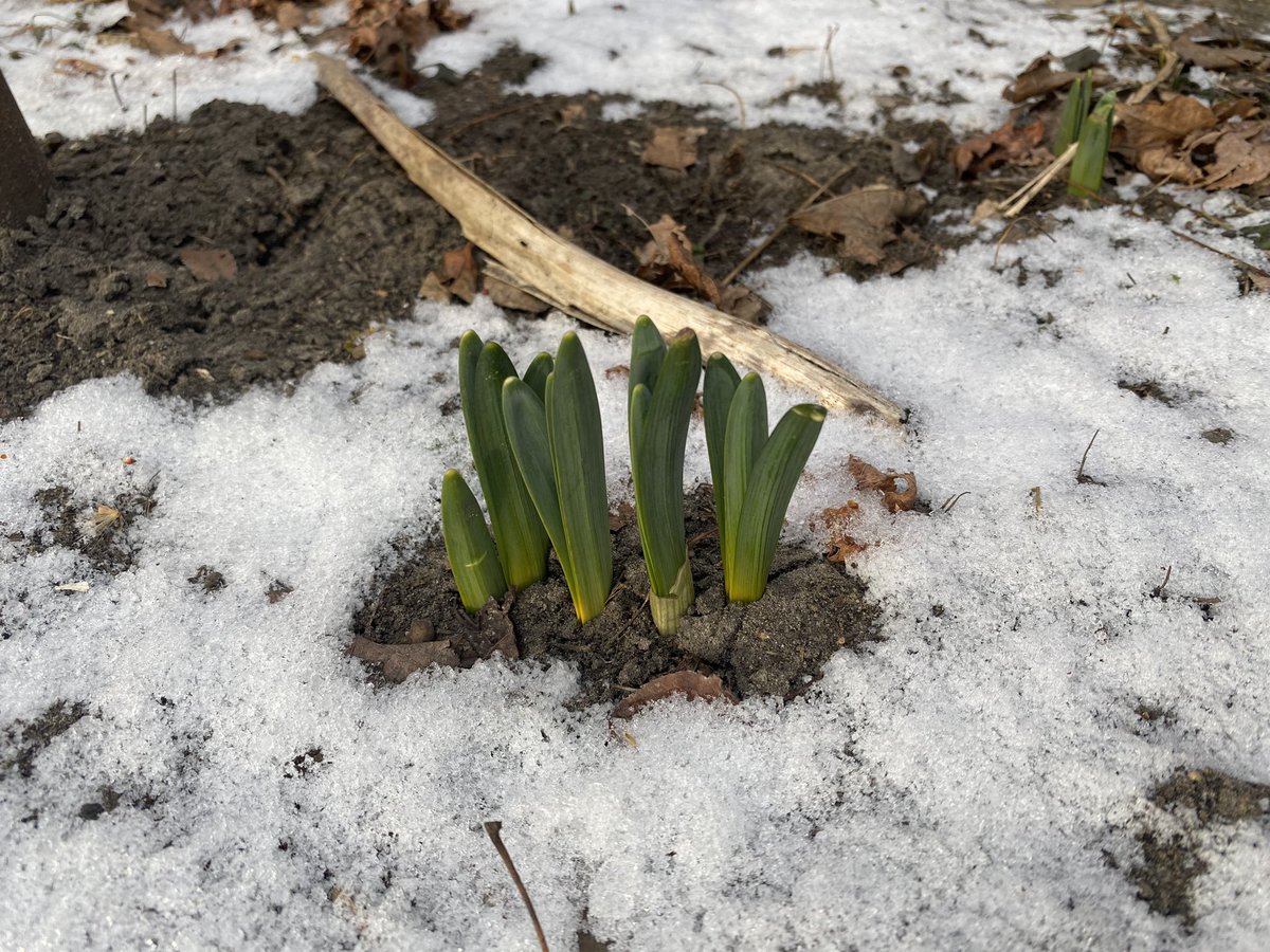 crowcialist's tweet photo. Until I read this Hal Borland passage a few days ago I never realized/noticed that blossoming plants melt the snow, and it’s because that act generates a bunch of heat https://t.co/zrZ7K4GfdX