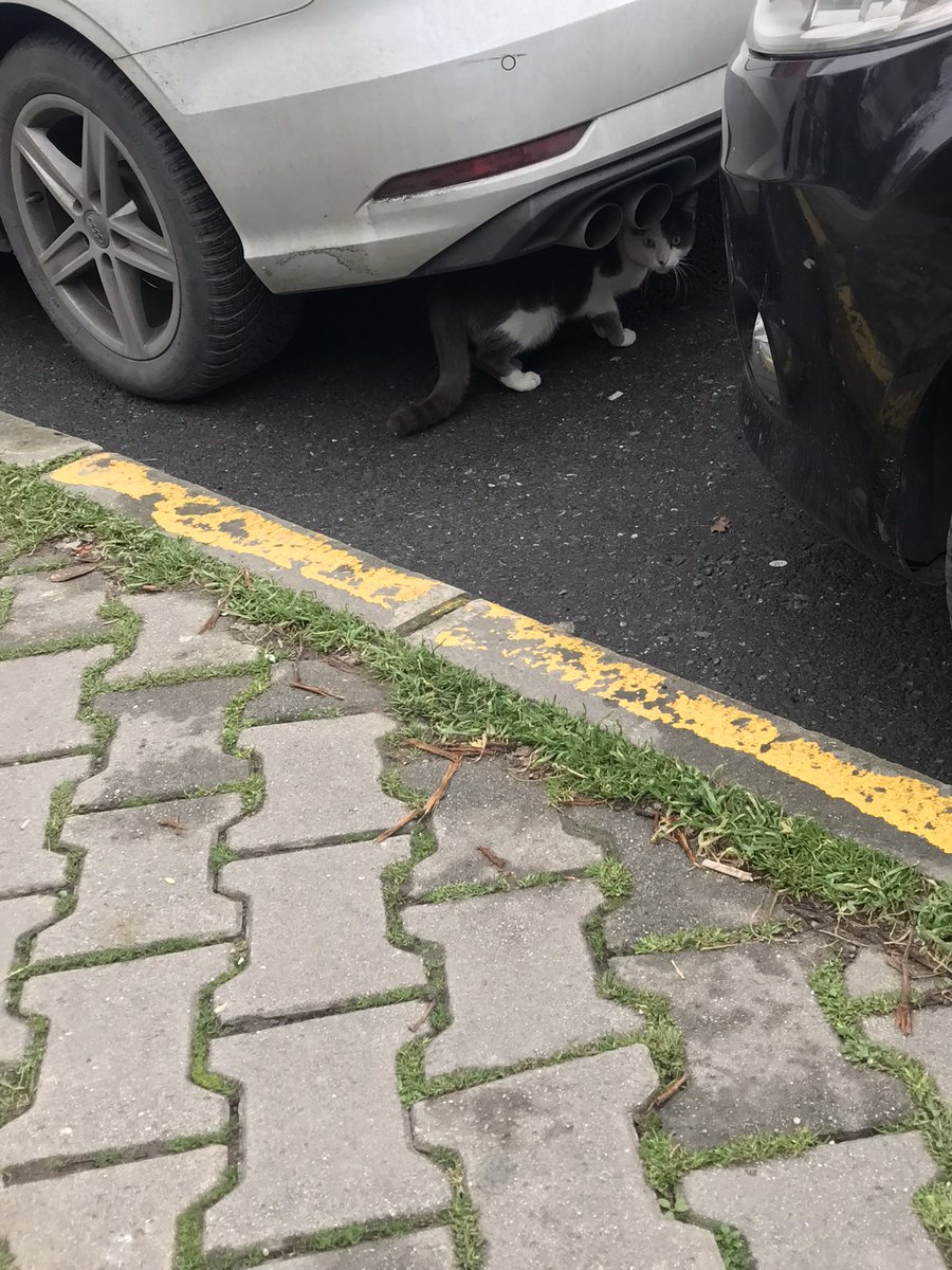 Kayıp olabilir.Boynunda kırmızı ip şeklindetasma var.Bakırköy  pelinli sokağı-Aydın sokağı civarındadır.