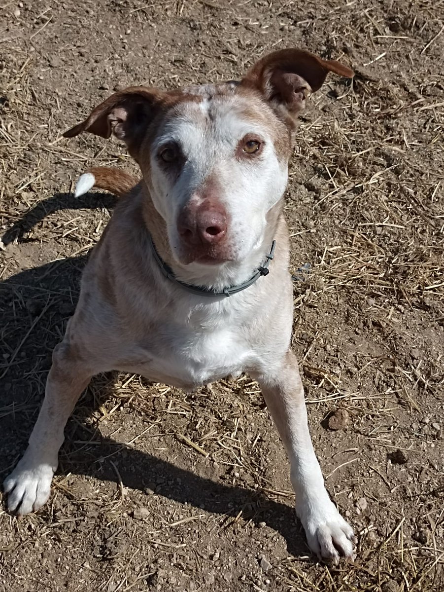 VidasSos's tweet photo. 👆#TOLKIEN
Nuestro abuelito en adopción responsable https://t.co/37otr4fdIe