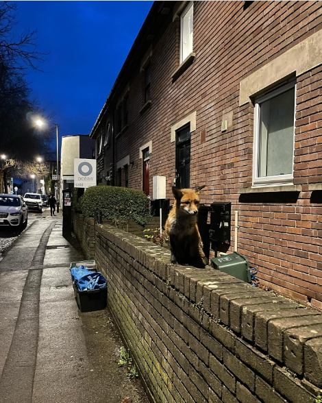 Ashley_Coates's tweet photo. #foxoftheday Redland, Bristol. https://t.co/wbNCL3b8Ol