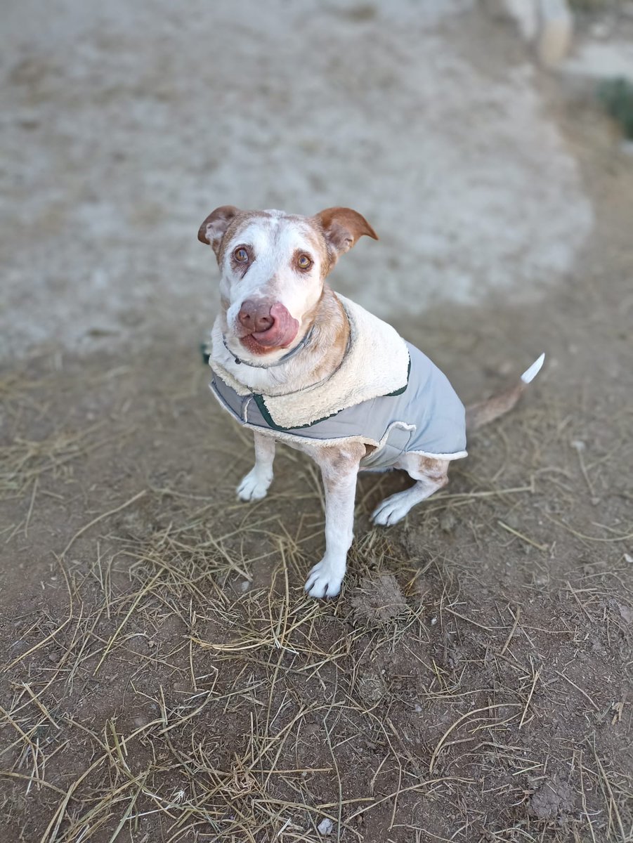 VidasSos's tweet photo. 👆👆 Tolkien, nuestro abuelito está en #adopción responsable. Es un podenco de 12 años

Ayuda a difundir 🩷 @SosAbuelos1 @SalvemosPodncos https://t.co/BtQ7VDB8wG