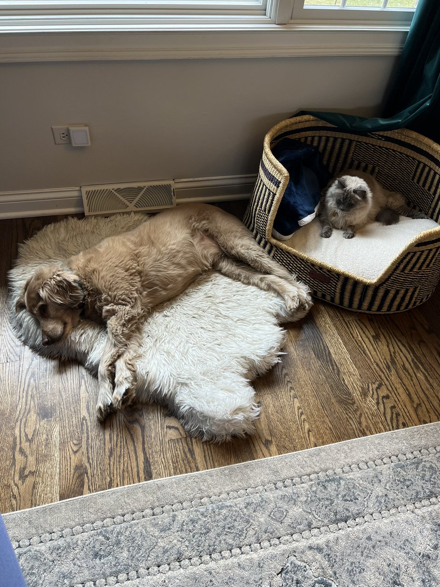 Dwight is tempting fate by being in the dog’s bed. Theologians should know better! #theologycat #CATEchesis