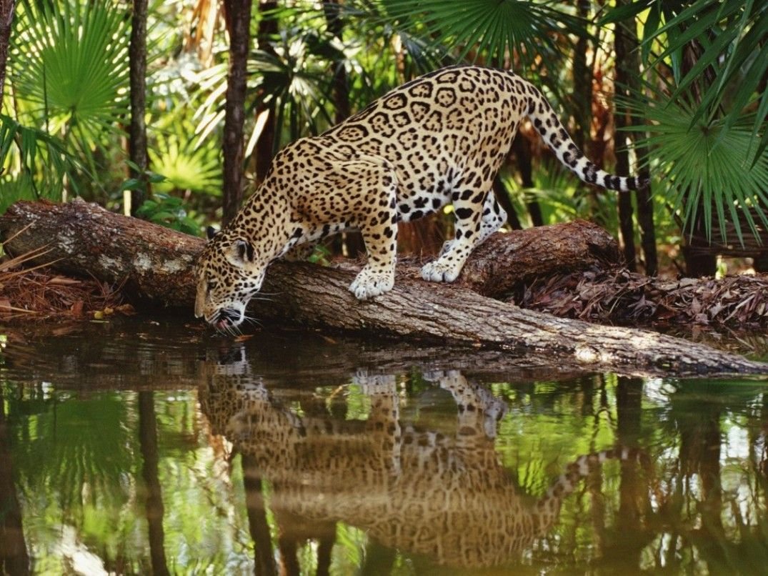 parragagraciela's tweet image. Felinos de Venezuela 🇻🇪
📌Cunaguaro
📌Margay
📌Onza
📌Puma
📌Jaguar
📌Oncilla
Expertos reclasificaron e incluyeron al 📌Tigrillo nebuloso, para un total de 7 felinos autóctonos.