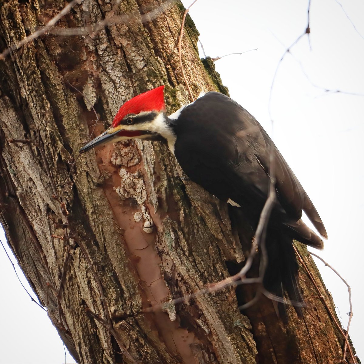 I love seeing this handsome male pileated woodpecker out and about! I have also seen the female pileated woodpecker visiting our suet feeders.
#pileatedwoodpeckers #pileatedwoodpecker #pileated #woodpecker #woodpeckers #ohiobirding #beavercreekohio #beavercreekbirding #birding