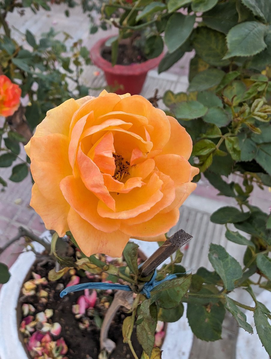iam_I_K_R's tweet photo. Some rose pics just to check how #Pixel8pro handles the bright color. 

#withPixel 
#shotonPixel https://t.co/97uzjQHNmE