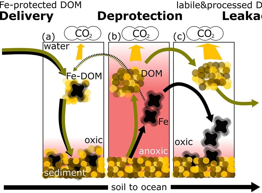 New paper: When lakes develop anoxia, they can become new sources of labile (and diverse) organic carbon to the downstream aquatic network. @RyanHS_Hutchins 👉nature.com/articles/s4159…