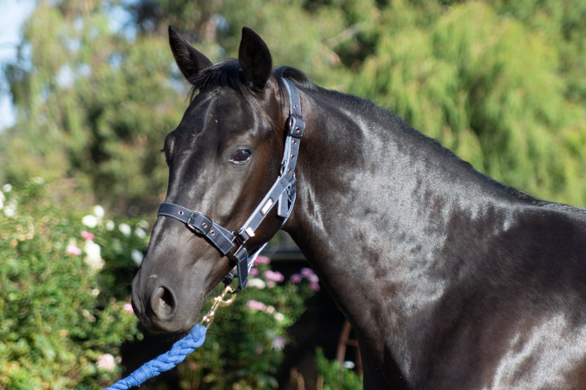 gpday's tweet image. We are excited to be presenting our first yearling at this years APG Perth sales.    
He is Lot 403. A striking, well conformed Brown/Black Colt out of Westburn Yield (NZ) 1.57.5 by Rock N Roll Heaven USA.  
Please contact Lisa Adams, Lancefield Park Stud for further details.