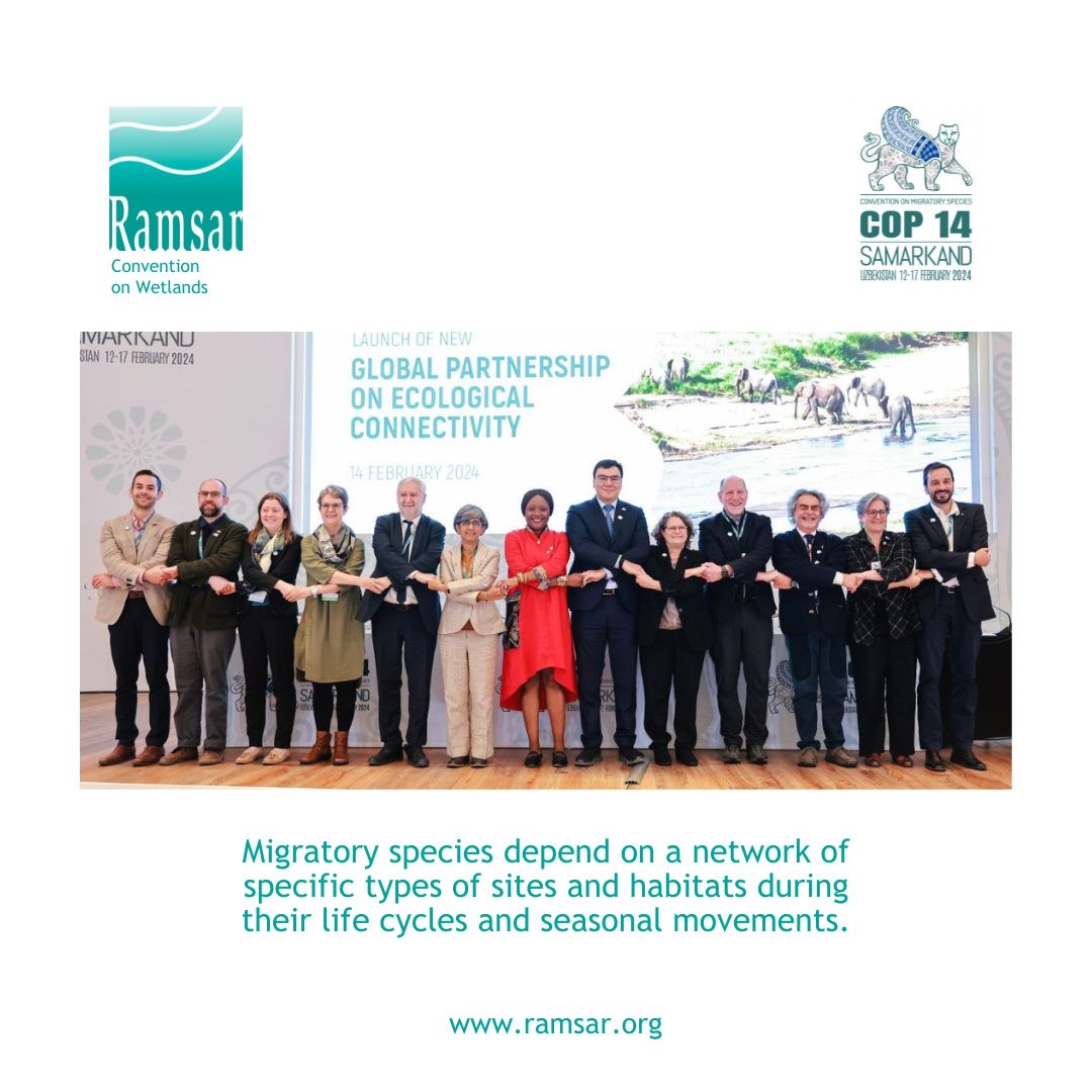 On the sidelines of #CMSCOP14, the Convention on Wetlands joined the Global Partnership on Ecological Connectivity which aims to ensure that areas of importance to migratory species are identified, protected and connected. ➡️ ramsar.org/news/conventio…