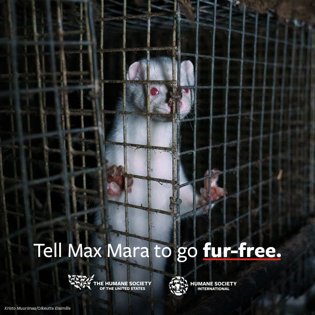 Does unimaginable suffering and being gassed or electrocuted to death sound like a fashion statement to you? Demand <a href="/maxmara/">Max Mara</a> join other design houses, like Gucci and Balenciaga, and make a fur-free commitment: hsi.org/tw021624
