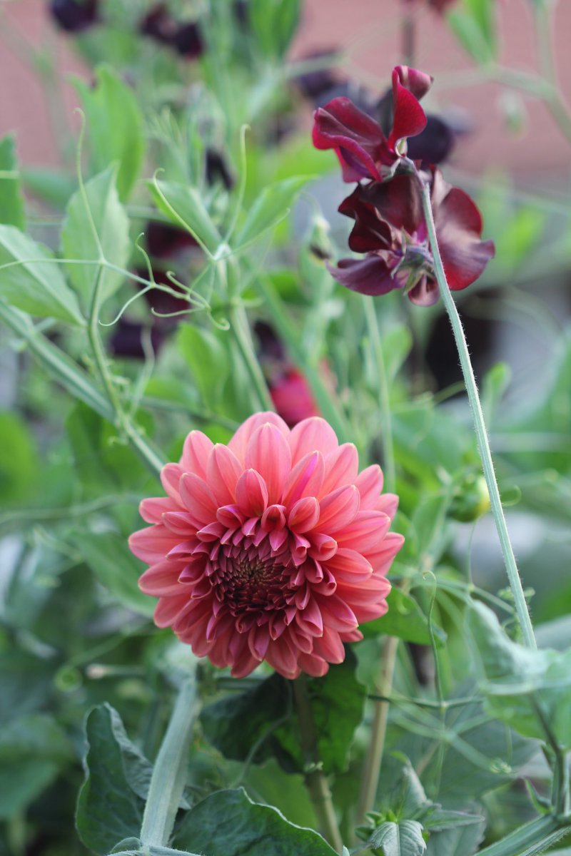 I love combining Sweet peas and Dahlias. So beautiful together. Here’s #Dahlia Molly Raven and Perch hill’. Happy Friday! #FlowersOnFriday #Dahlialove #Sweetpeas.