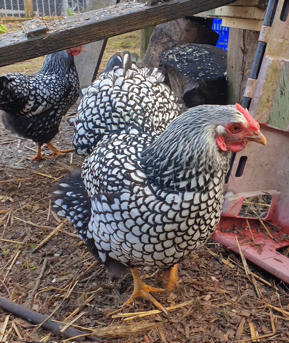 Darren Naish tweet media