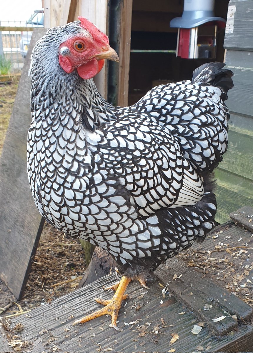 Darren Naish tweet media