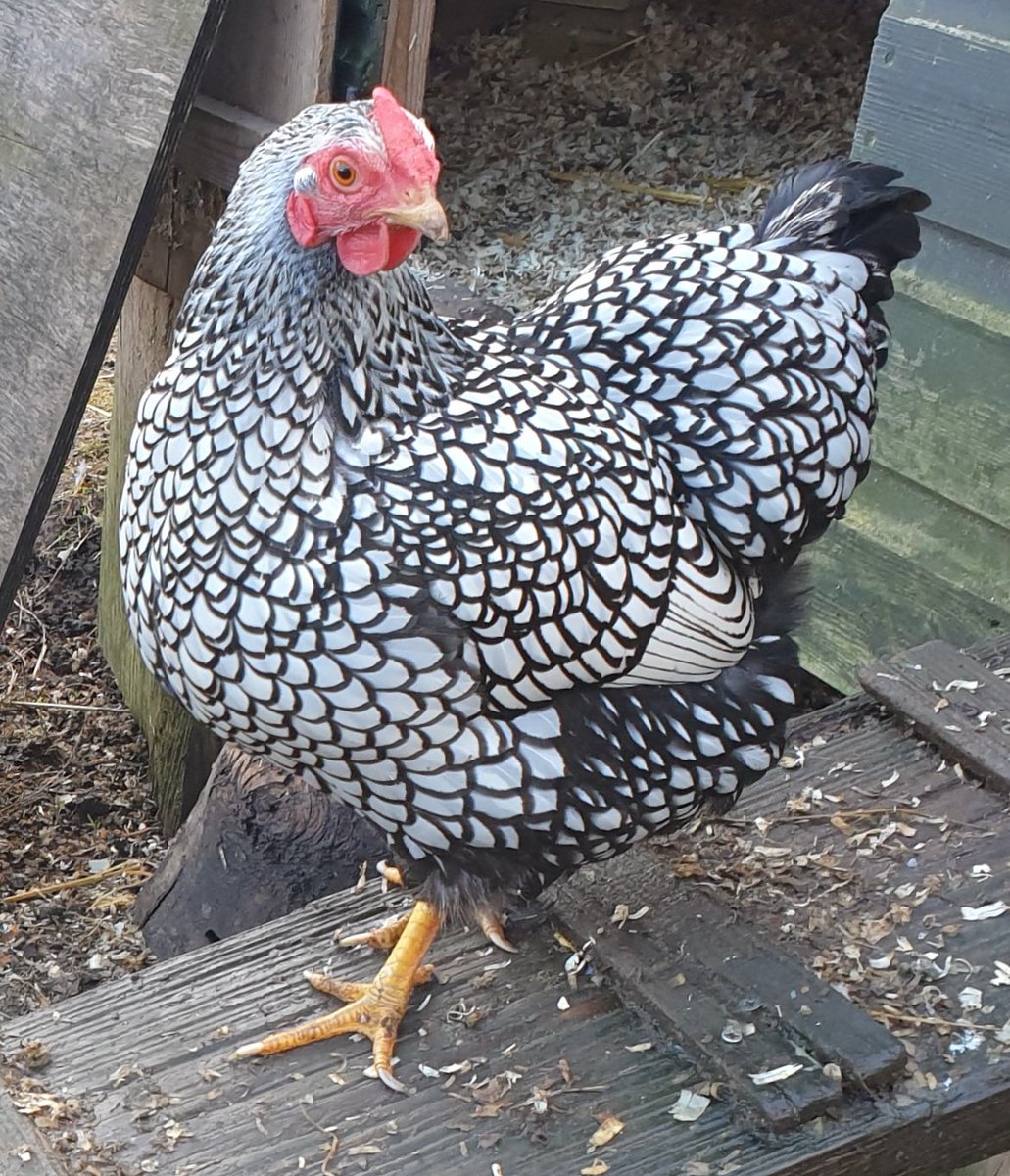 Darren Naish tweet media