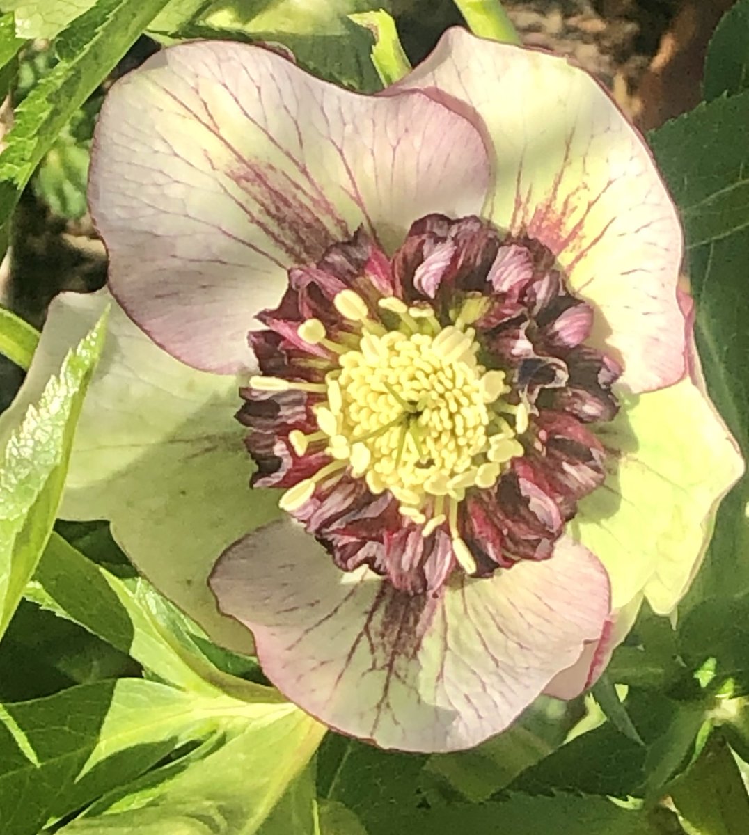 Happy hellebore season! #FlowersOnFriday #flowerphotography #GardenersWorld #hellebores