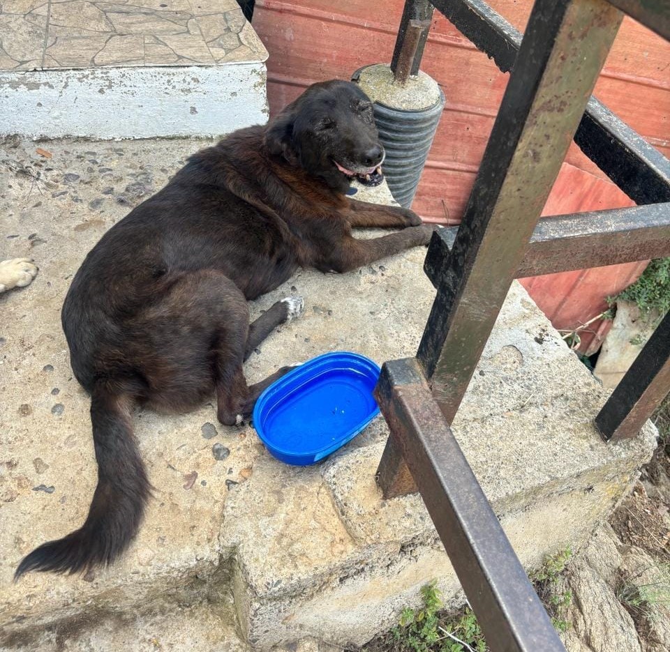 Esta perrita necesita un hogar de manera urgente, pues las personas que la salvaron regresan a su región y no pueden llevársela con ellos. Se encuentra en Valparaíso. Si deseas adoptarla o puedes darle un hogar temporal, comunícate al +56986055501. Favor RT!
#Valparaíso
