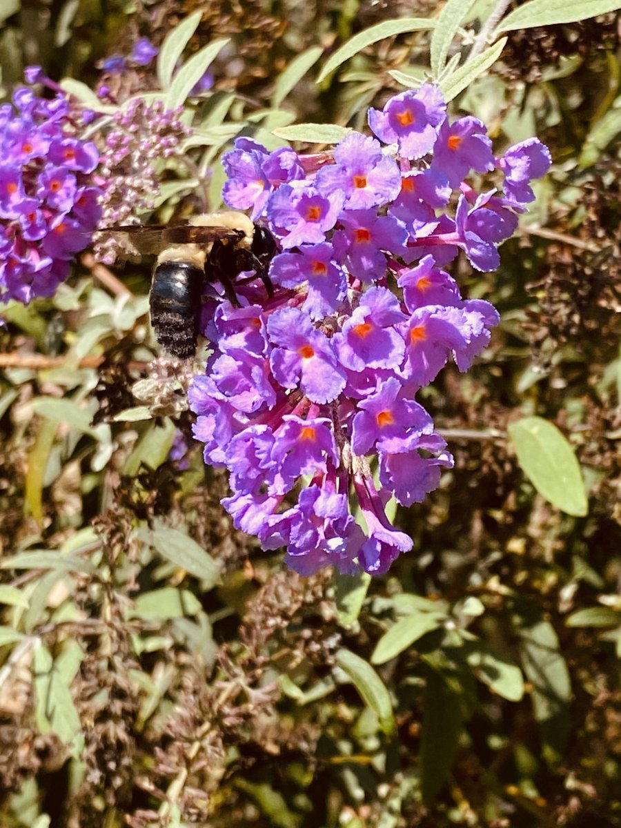 EmSS_4's tweet photo. #ThingsWithWings #Bees #nature https://t.co/4ydz1it90s