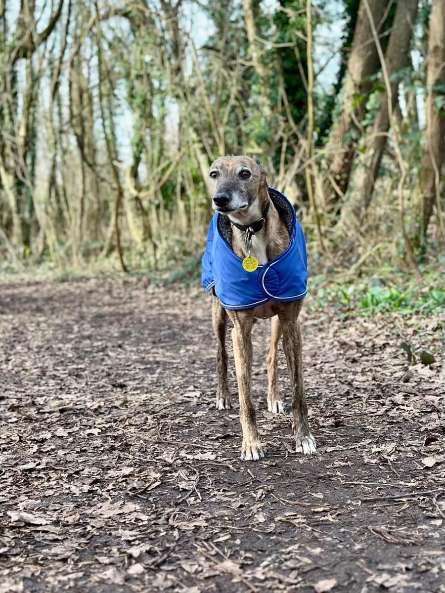 Pals, I am borderline starved living here with mum. The nasty vet today said I’d put on a whole half kilo! This is not true. Look how svelte (and starved) I am!