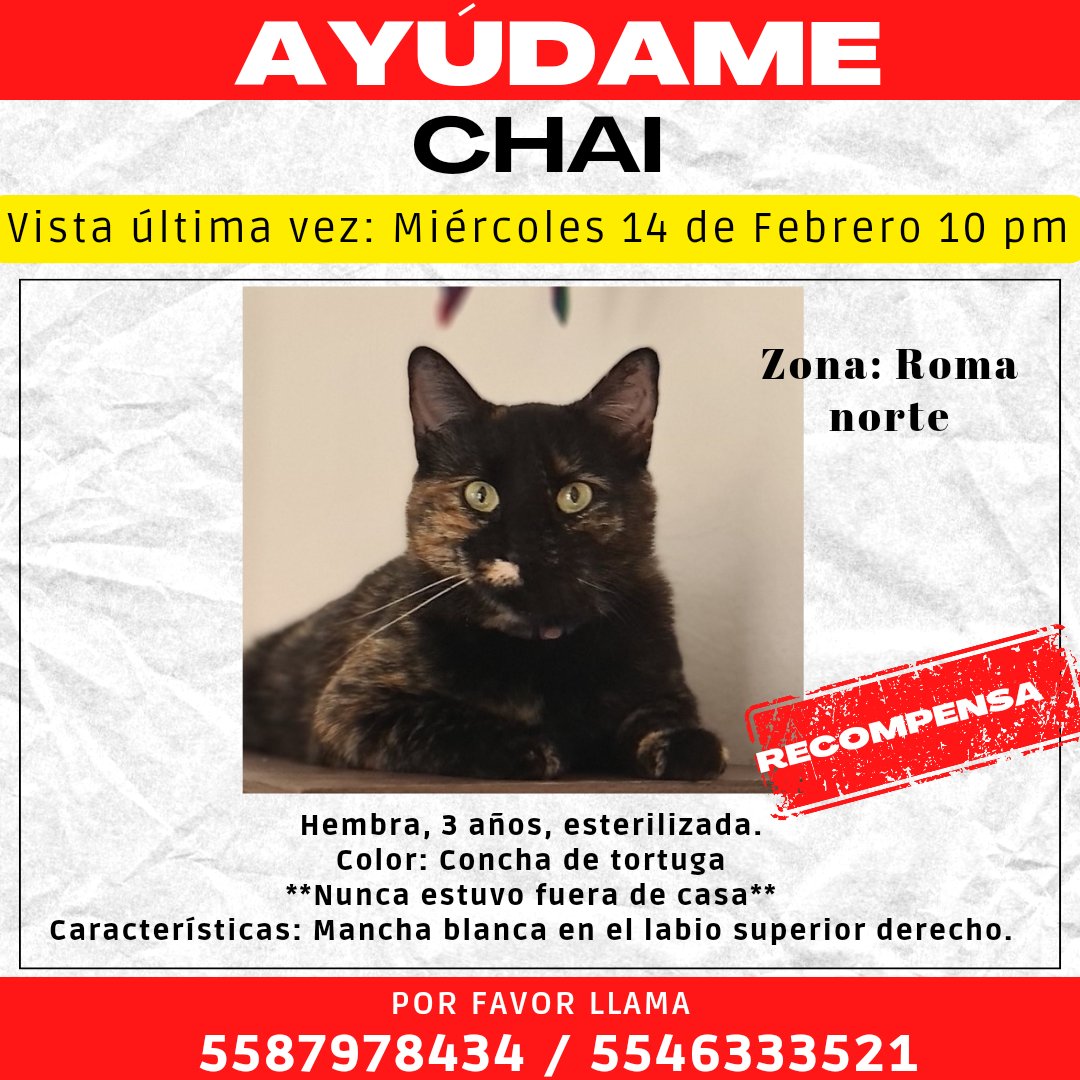krito82's tweet photo. Nuestra gatita se escapó de la casa. Somos vecinas de @laroma.mx y en nuestra cuadra comenzaron varias construcciones y creemos que esto la estresó al punto de huir, nuestras cámaras de seguridad no la ven salir por la calle @LaRomaMex https://t.co/5w3Zwnt0pB