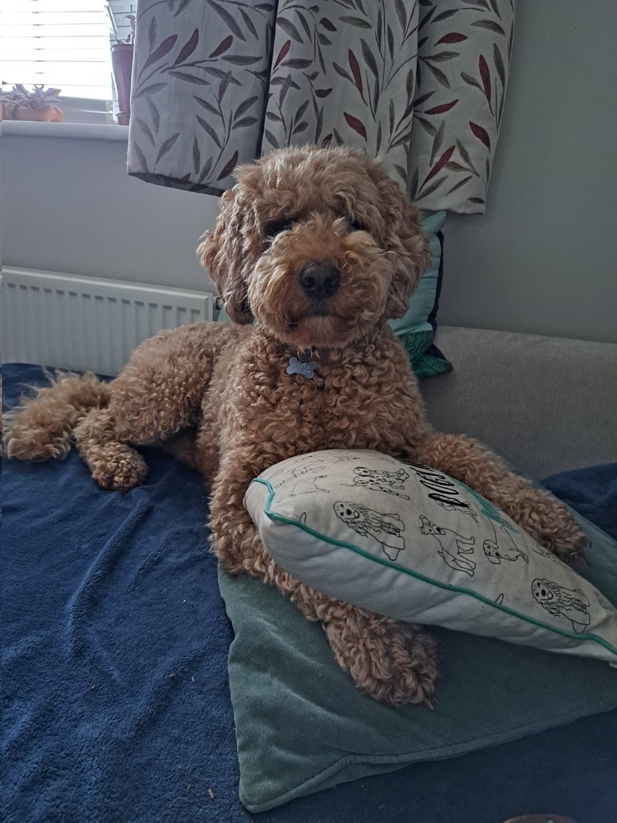 poochiewalker's tweet photo. This beautiful boy looked after me today after my #Dropattack thanks to #MenieresDisease I had lots of cuddles. https://t.co/cUpwu6hVkp