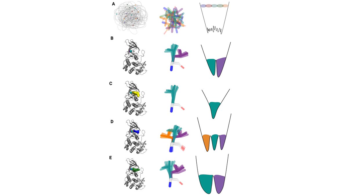 Stephanie Wankowicz (she/her) (@stephanie_mul) on Twitter photo Much improved review on conformational entropy from <a href="/fraser_lab/">James Fraser (A$AP J)</a> and me. Despite the entropy loss during folding, proteins retain substantial conformational entropy as they fluctuate between conformations in their native state. chemrxiv.org/engage/chemrxi… Much improved review on conformational entropy from <a href="/fraser_lab/">James Fraser (A$AP J)</a> and me. Despite the entropy loss during folding, proteins retain substantial conformational entropy as they fluctuate between conformations in their native state. chemrxiv.org/engage/chemrxi…