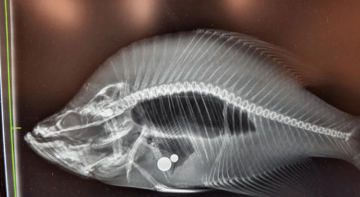 KSNTNews's tweet image. Kansas law enforcement and state wildlife officials have released new information in a state record fishing controversy. trib.al/AkKu31t