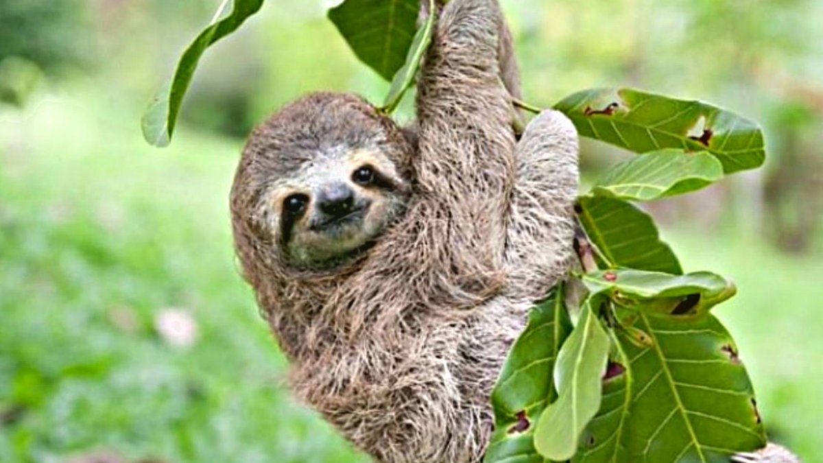 slothoftheday.com/sloth-baby-on-…