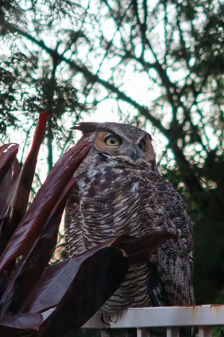I forgot to post the owl pics from Sunday! These were taken through a window, so not as sharp as I&rsquo;d<a href="/tag/pasta"class="tags"><span>#pasta</span></a><a href="/tag/summer"class="tags"><span>#summer</span></a><a href="/tag/italian"class="tags"><span>#italian</span></a><a href="/tag/sicily"class="tags"><span>#sicily</span></a>