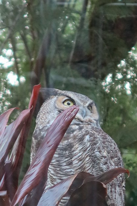 I forgot to post the owl pics from Sunday! These were taken through a window, so not as sharp as I&rsquo;d<a href="/tag/pasta"class="tags"><span>#pasta</span></a><a href="/tag/summer"class="tags"><span>#summer</span></a><a href="/tag/italian"class="tags"><span>#italian</span></a><a href="/tag/sicily"class="tags"><span>#sicily</span></a>