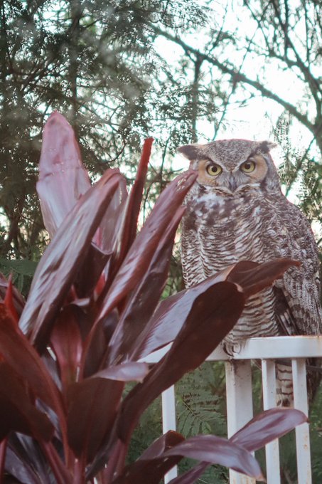 I forgot to post the owl pics from Sunday! These were taken through a window, so not as sharp as I&rsquo;d<a href="/tag/pasta"class="tags"><span>#pasta</span></a><a href="/tag/summer"class="tags"><span>#summer</span></a><a href="/tag/italian"class="tags"><span>#italian</span></a><a href="/tag/sicily"class="tags"><span>#sicily</span></a>