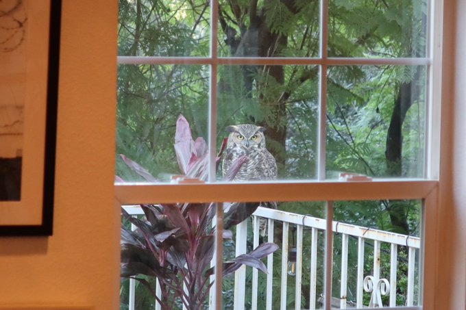I forgot to post the owl pics from Sunday! These were taken through a window, so not as sharp as I&rsquo;d<a href="/tag/pasta"class="tags"><span>#pasta</span></a><a href="/tag/summer"class="tags"><span>#summer</span></a><a href="/tag/italian"class="tags"><span>#italian</span></a><a href="/tag/sicily"class="tags"><span>#sicily</span></a>