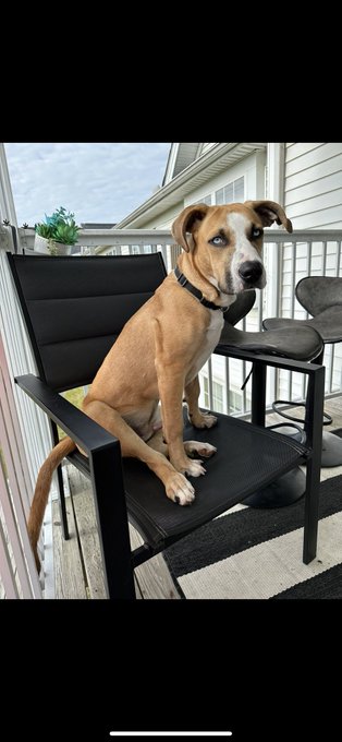 pup thread 🐶🐾 https://t.co/MShK1g4FRR<a href="/tag/nfsw"class="tags"><span>#nfsw</span></a><a href="/tag/halfoff"class="tags"><span>#halfoff</span></a><a href="/tag/onlyfans"class="tags"><span>#onlyfans</span></a><a href="/tag/discountoffer"class="tags"><span>#discountoffer</span></a>