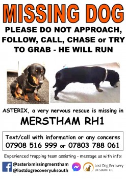 🆘15 FEB 2024 #Lost ASTERIX #ScanMe #Tagged NERVOUS PLEASE DO NOT CHASE OR CALL OLDER Black & Tan Dachshund Male #Merstham borough of Reigate and Banstead #Surrey #RH1 nr by: #M25 & #M23 Motorways #A23 doglost.co.uk/dog-blog.php?d…