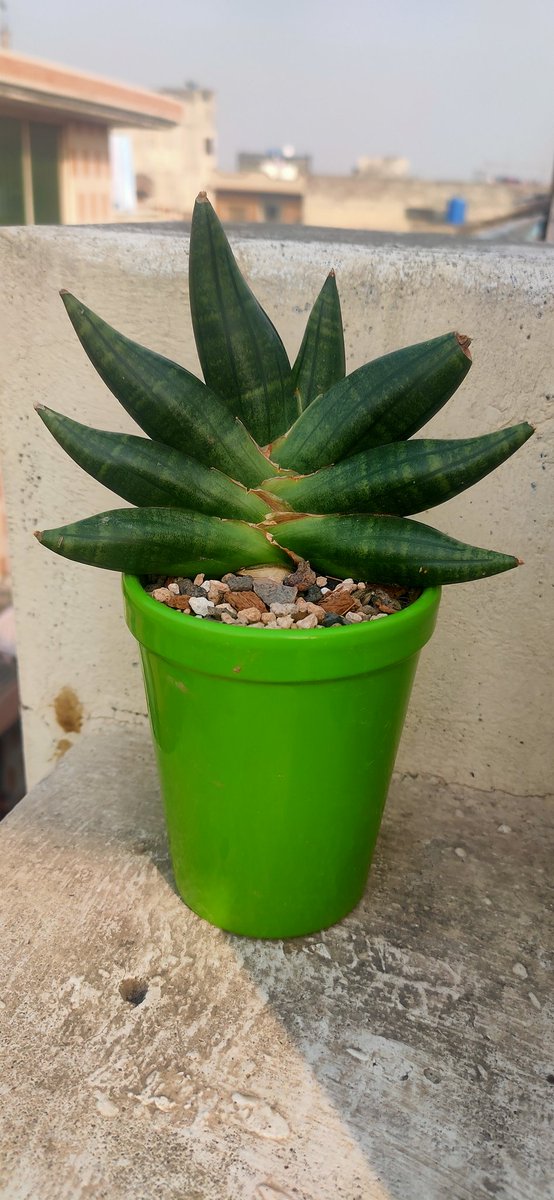#Sansevieria Jasmine
#Rs 10000
#Potless delivery all over Pakistan
#Liveplants
#Gardening 
#Whatsapp 03115644244