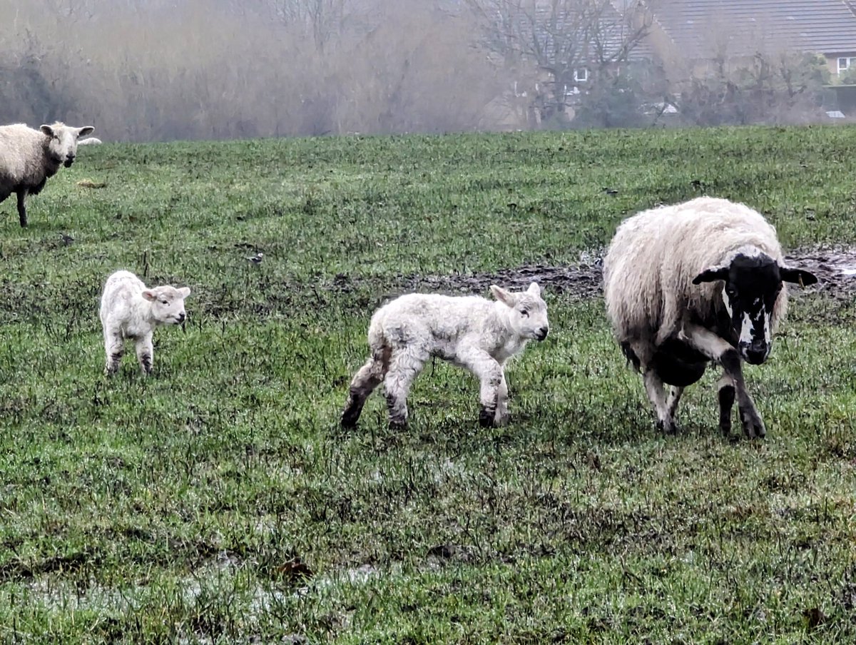 Jeans_Gems's tweet image. "Wait for me, Mum" 🥺🐑🥰 Enjoyed watching &amp;amp; listening to the #SoundsofSpring even if the weather was not at it's best 😕🌧️ @SteveMilner1960 @SuterMrs @mags324 @bullen_jenny @marjori06880886 @mrssusanvjones @clairew12073357 @CheeseAndPickl4