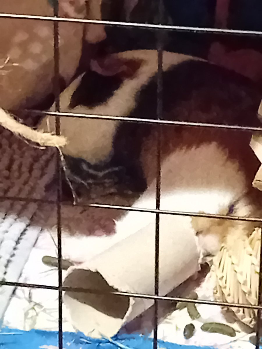 ThreePigmigos's tweet photo. Seth: tried spicy hay today. It's nice, but Mum wasn't happy! Luckily she's got a spare one cause I deaded this one!🤣😇 https://t.co/VL0WcQ0LXk