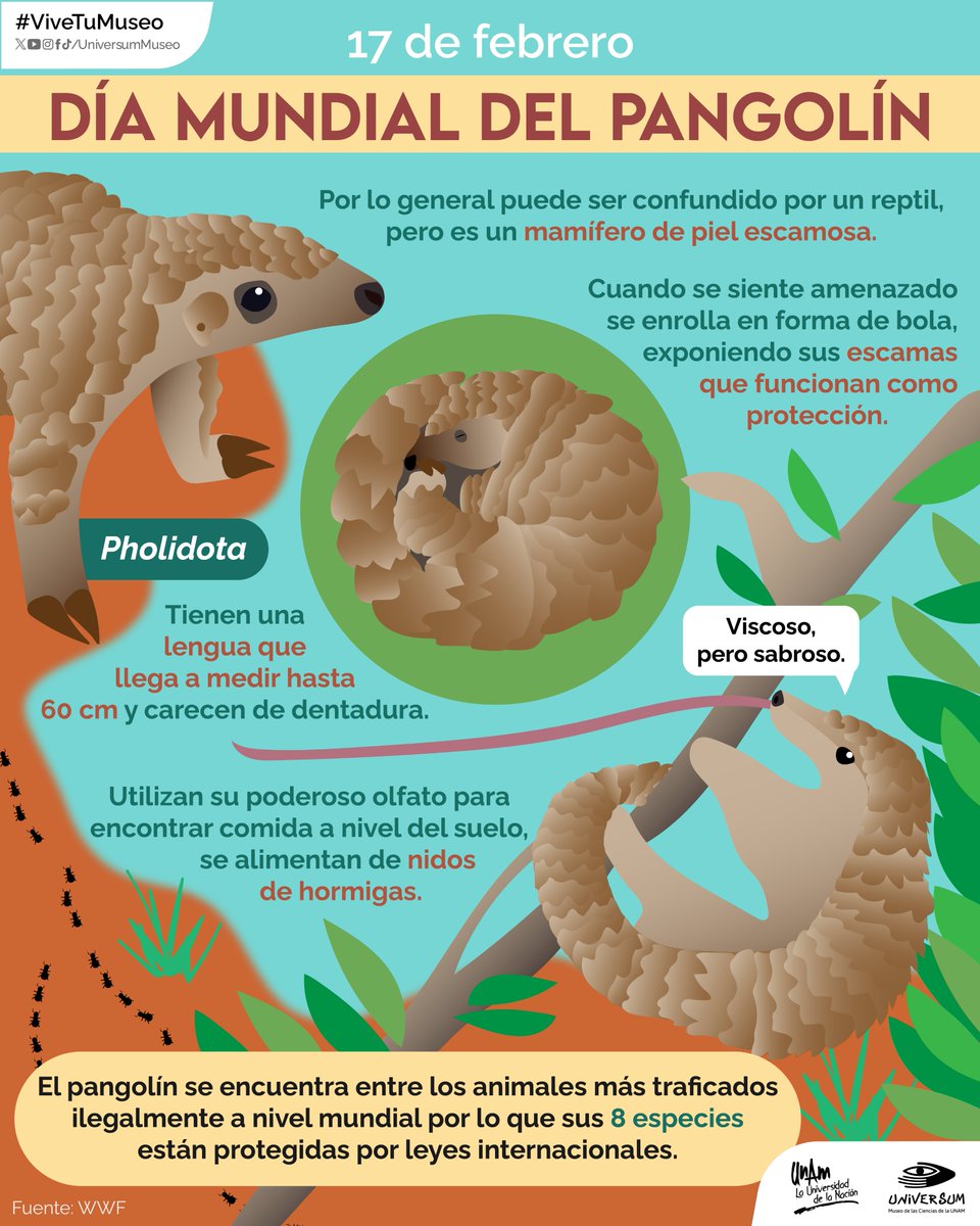UniversumMuseo's tweet photo. #UnDíaComoHoy es el Día Mundial del Pangolín 🤩✨

¡Conoce a este bello animalito! 🥰👇🏽

#ViveTuMuseo https://t.co/yzZtKP6Nwd