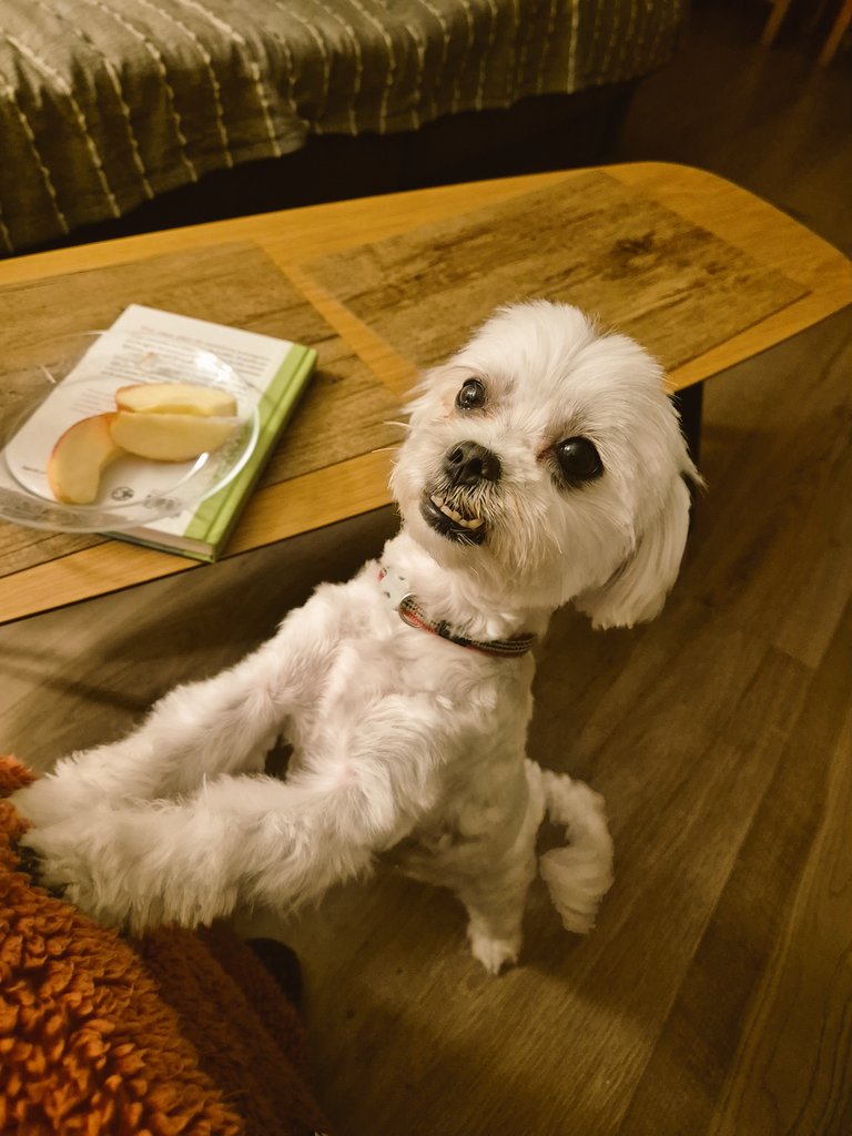 SilviaMiralles's tweet photo. Son amores, hacen mi vida más bonita.
#LasChicas #Pets #Bichón #TardesPerrunas #LoVeo https://t.co/TQaDFc9Eu2