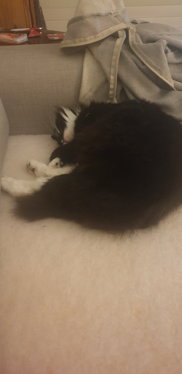 Fritztopcat's tweet photo. Weekend chill #CatsOfTwitter https://t.co/3F7v73Khh3