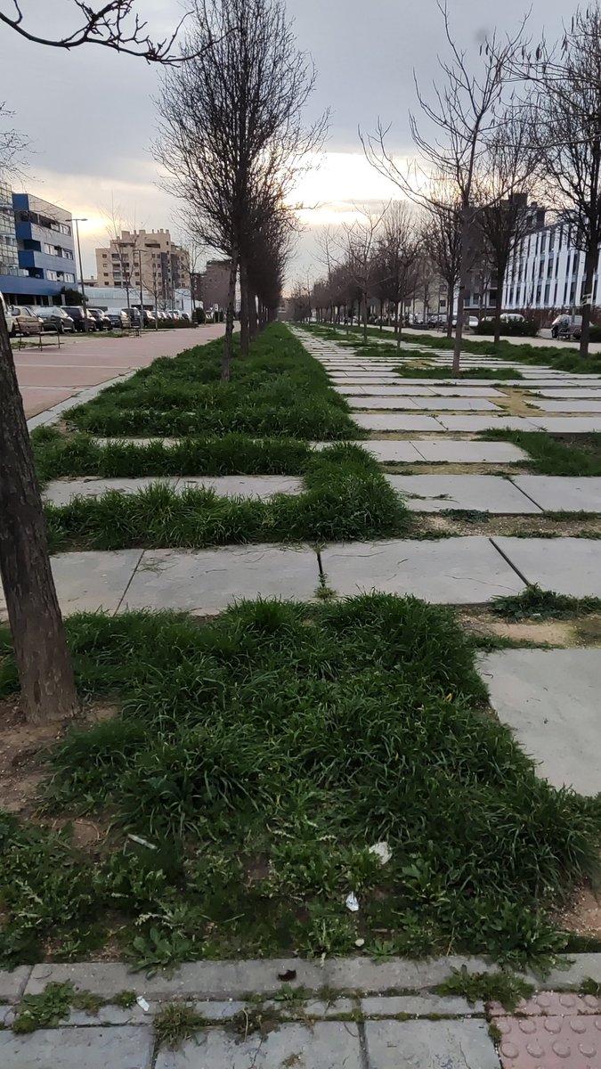 Blacklifebird's tweet photo. Me he recorrido todo el Pau4 en esta semana y en materia de parques y jardines y aceras está guarro y nada mantenido. Seguimos igual. Aquí adjunto ejemplos de diferentes zonas. #Pau4enLucha #Mostoles @VecinosPAU4 @gabymonteserin @AytoMostoles @mbautista_pp https://t.co/Xw8yMMtqld