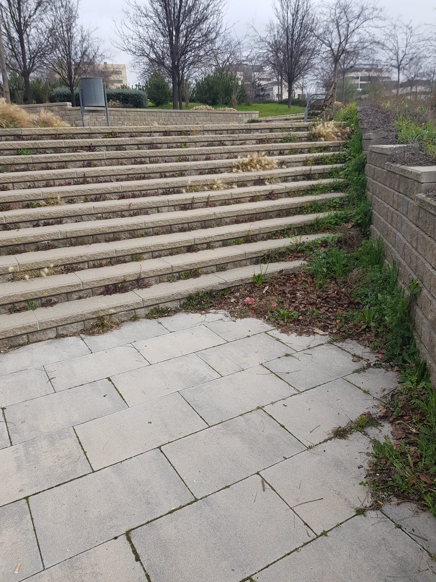Blacklifebird's tweet photo. Me he recorrido todo el Pau4 en esta semana y en materia de parques y jardines y aceras está guarro y nada mantenido. Seguimos igual. Aquí adjunto ejemplos de diferentes zonas. #Pau4enLucha #Mostoles @VecinosPAU4 @gabymonteserin @AytoMostoles @mbautista_pp https://t.co/Xw8yMMtqld