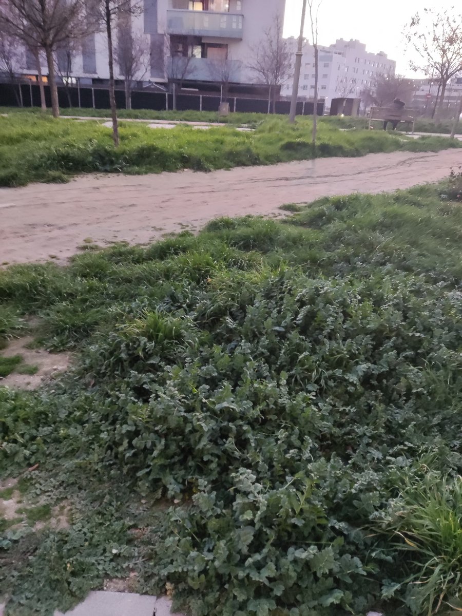 Blacklifebird's tweet photo. Me he recorrido todo el Pau4 en esta semana y en materia de parques y jardines y aceras está guarro y nada mantenido. Seguimos igual. Aquí adjunto ejemplos de diferentes zonas. #Pau4enLucha #Mostoles @VecinosPAU4 @gabymonteserin @AytoMostoles @mbautista_pp https://t.co/Xw8yMMtqld