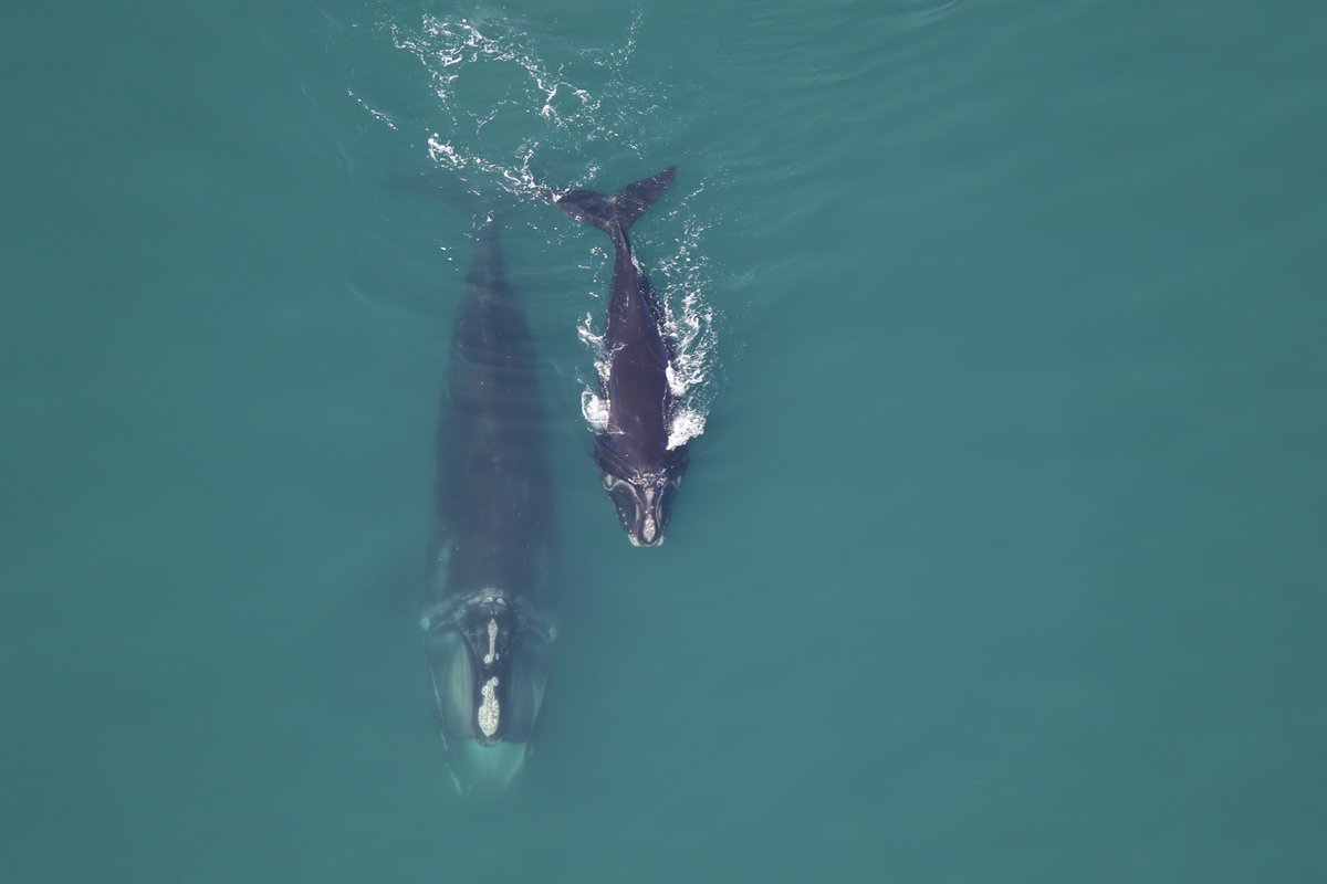 Happy @NOAAFisheries #WhaleWeek! 🐋

To close out the week, we want to highlight continued, collaborative efforts by @MassDMF + the commercial lobster industry to protect critically endangered #NorthAtlanticRightWhales. (1/5)

📸: Center for Coastal Studies, permit #25740-01