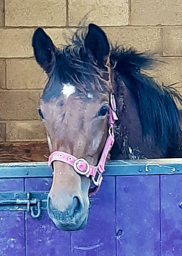 Eskdale_Stud's tweet photo. Meet the Team of 2023
Miss Misha by #Dartmouth out of #GracefulLegend
Miss Snow by #Logician out of #LifeboatMona
Mr Ferdinand by #WalkInThePark out of #Anythingforlove
A team we're expecting a lot of, they sure have the pedigree for it πͺ
@rpbloodstock @shadeoakstud @grangestud https://t.co/m4vJK1SmMO