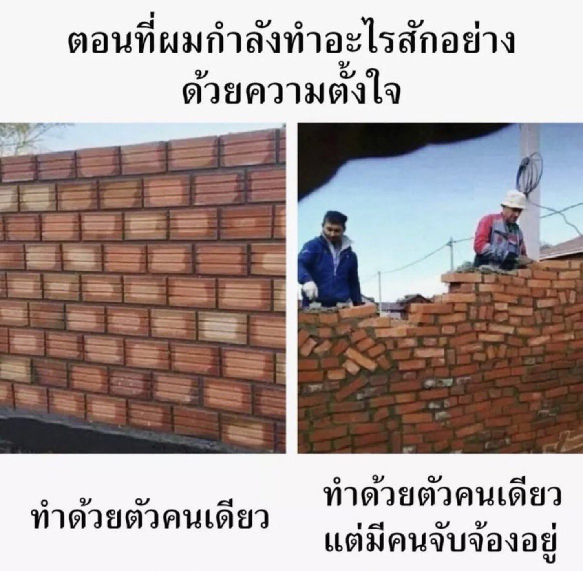 ช่างแม่ง🐰🏳️🌈 tweet media