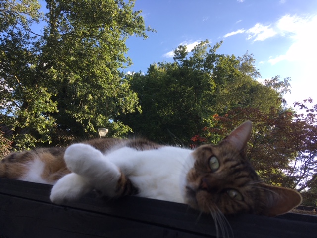 Bep van 11 zoekt een lieve, rustige nieuwe eigenaar om gezellig tegen te kletsen. 

RT = zoooooo liefffffff