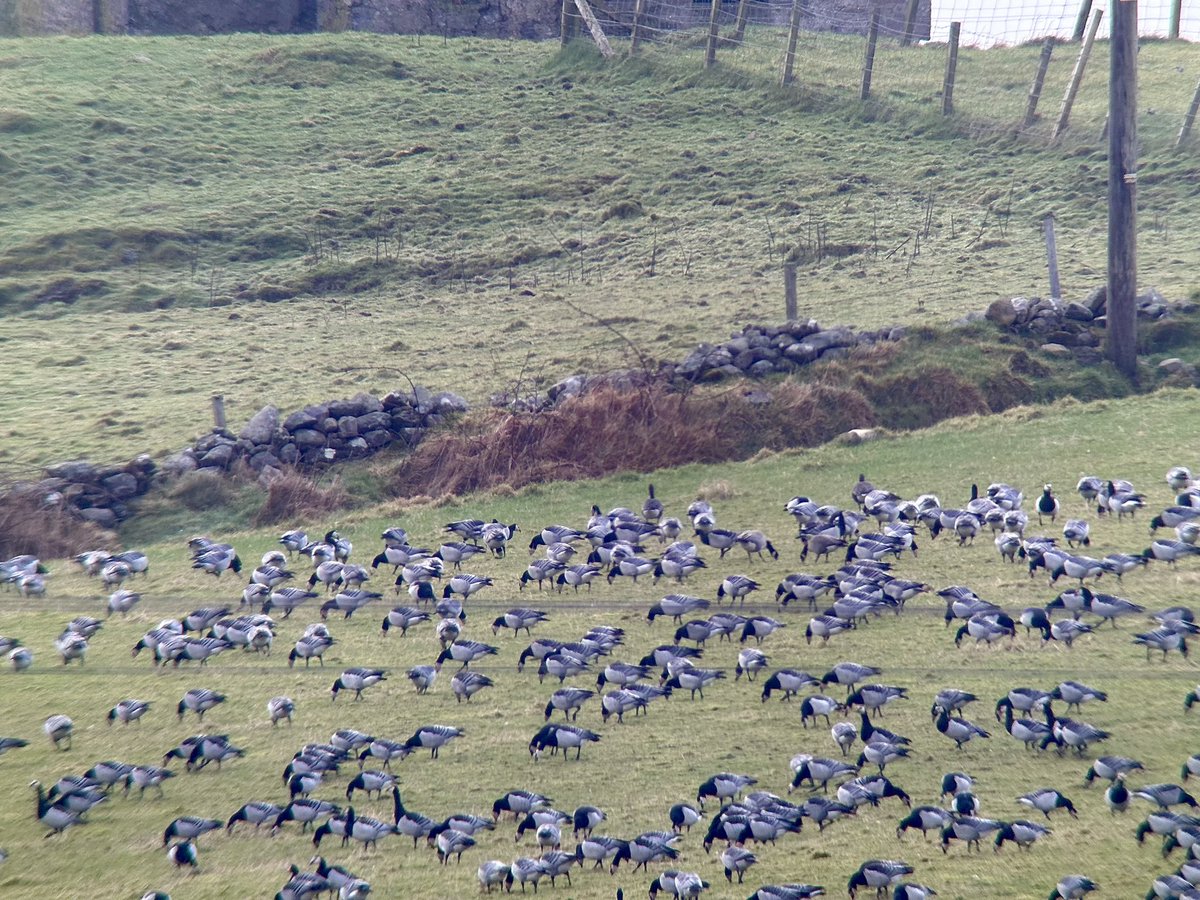 SteveOnHilbre's tweet photo. Then a ‘goose fest’ near Skerrols House with the two #CacklingGeese amongst a mass of #BarnacleGeese plus a solitary (and possibly injured 🤕) #PinkfootedGoose made for seven species of goose on #Islay today. Plus a load of #Fieldfare some #Redwing and #Starling … 3/3 https://t.co/02fmNGJ4Ol